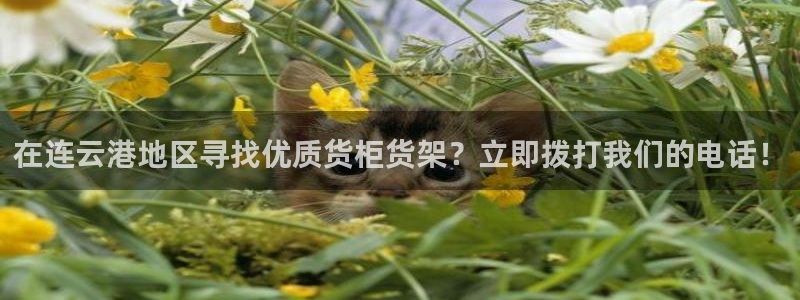 杏运相伴